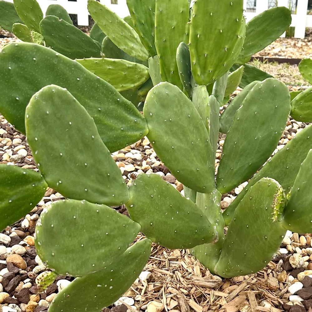 COPY - Nopales Prickly Pear Pads/leaves, plant outdoors or in pot by sunny wind…